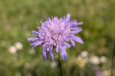 <i>Scabiosa columbaria</i>
