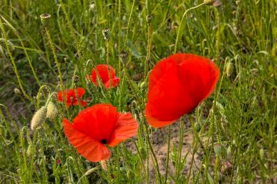 <i>Papaver rhoeas</i>