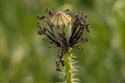 <i>Papaver rhoeas</i>