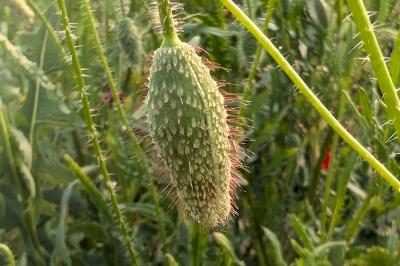 <i>Papaver rhoeas</i>