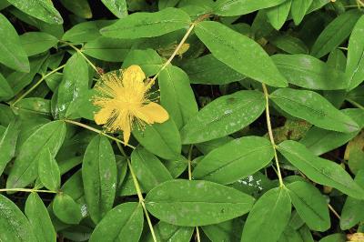 <i>Hypericum calycinum</i>