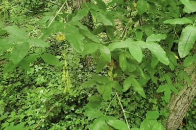 <i>Laburnum anagyroides</i>