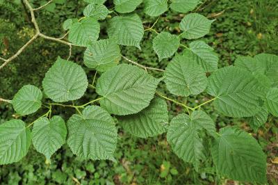 <i>Tilia cordata</i>
