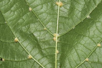 <i>Tilia cordata</i>
