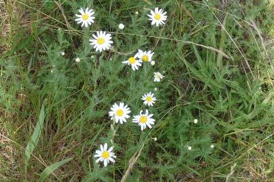 <i>Anthemis cotula</i>