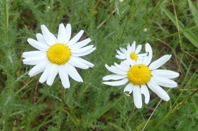 <i>Anthemis cotula</i>