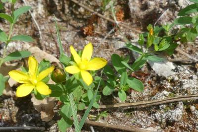 <i>Hypericum humifusum</i>
