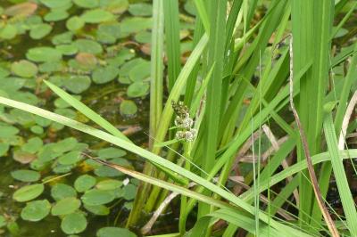 <i>Sparganium emersum</i>