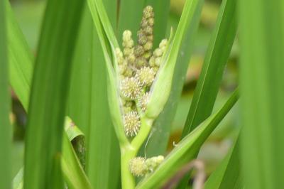 <i>Sparganium emersum</i>