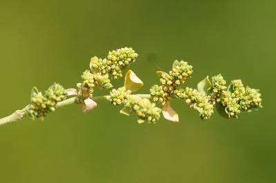 <i>Herniaria glabra</i>
