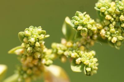 <i>Herniaria glabra</i>
