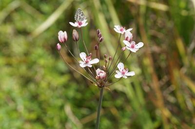 <i>Butomus umbellatus</i>