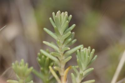 <i>Sedum sexangulare</i>