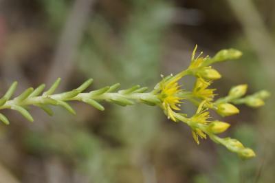<i>Sedum sexangulare</i>
