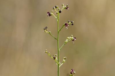 <i>Scrophularia canina</i>