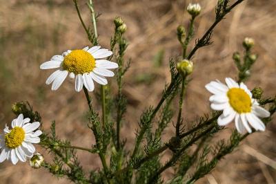 <i>Tripleurospermum inodorum</i>