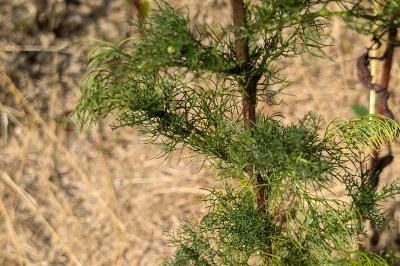 <i>Tripleurospermum inodorum</i>
