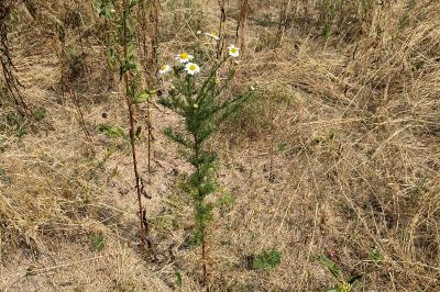 <i>Tripleurospermum inodorum</i>