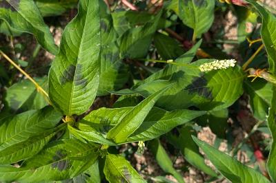 <i>Persicaria maculosa</i>
