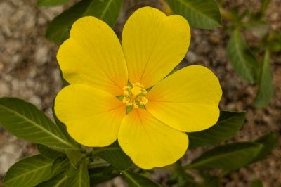 <i>Ludwigia grandiflora</i>