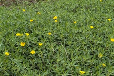 <i>Ludwigia grandiflora</i>