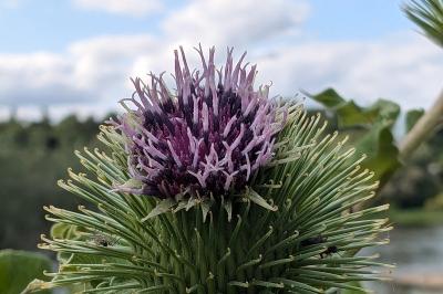 <i>Arctium lappa</i>