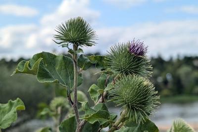 <i>Arctium lappa</i>