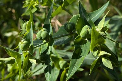 <i>Euphorbia lathyris</i>