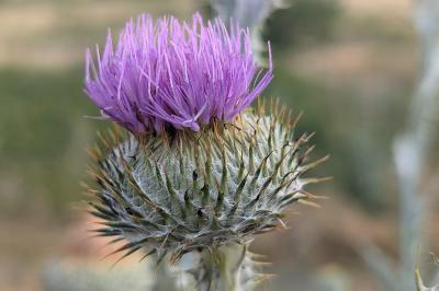 <i>Onopordum acanthium</i>