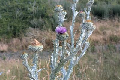 <i>Onopordum acanthium</i>