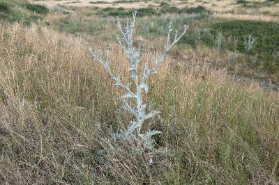 <i>Onopordum acanthium</i>