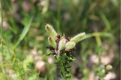 <i>Cytisus lotoides</i>