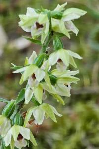 <i>Epipactis muelleri</i>