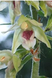 <i>Epipactis muelleri</i>