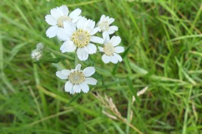 <i>Achillea ptarmica</i>