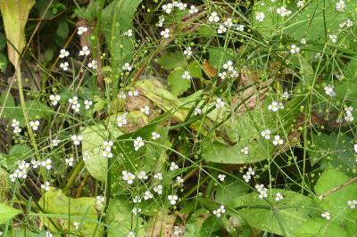 <i>Alisma plantago-aquatica</i>