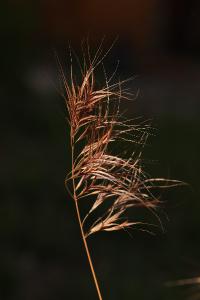 <i>Anisantha madritensis</i>