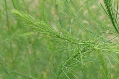 <i>Asparagus officinalis</i>
