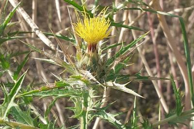 <i>Carthamus lanatus</i>