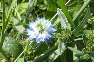 <i>Nigella damascena</i>