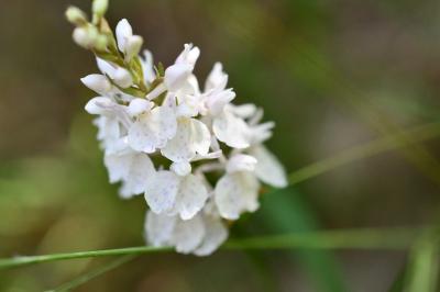 <i>Dactylorhiza maculata</i>