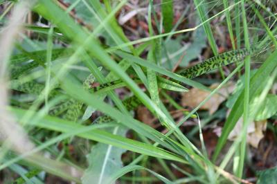 <i>Dactylorhiza maculata</i>