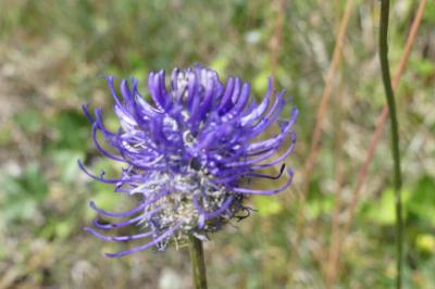 <i>Phyteuma orbiculare</i>