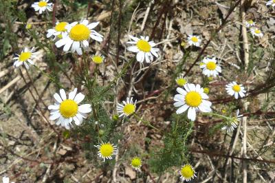 <i>Tripleurospermum inodorum</i>