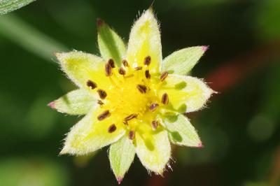 <i>Potentilla reptans</i>