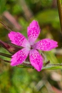 <i>Dianthus armeria</i>