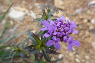 <i>Iberis umbellata</i>