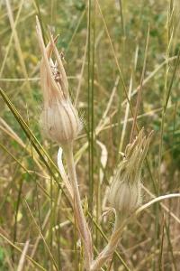 <i>Agrostemma githago</i>