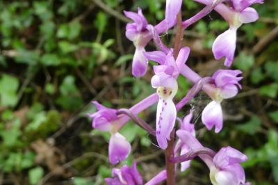 <i>Orchis mascula</i>