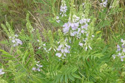 <i>Galega officinalis</i>